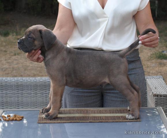 Je donne chiot Cane corso disponible 