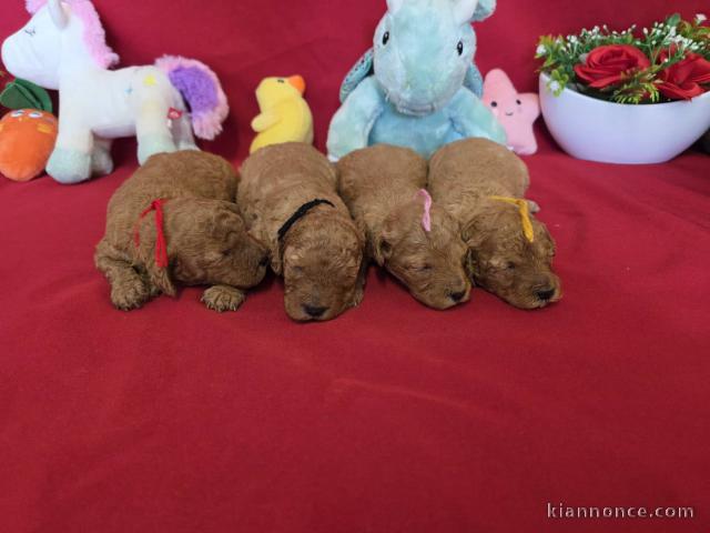Dons chiots caniche disponible 