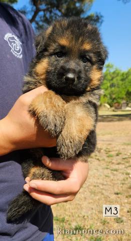Je donne chiot berger allemand maley