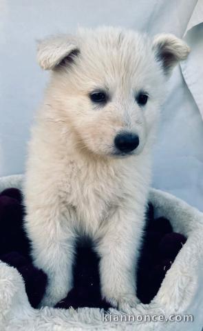 Je donne chiot berger blanc suisse 