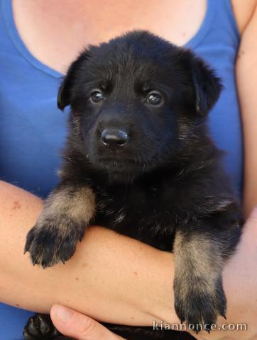 Je donne chiot berger allemand 