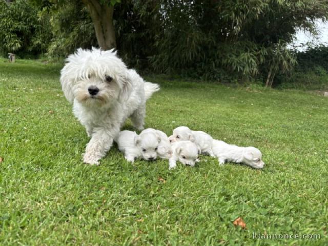 Dons bébé chiot bichon maltais 