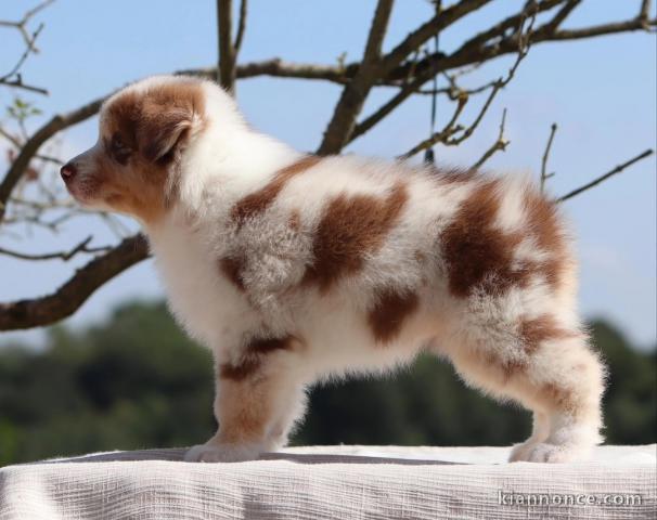 Je donne chiot berger australien 