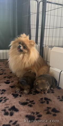 Magnifique chiots spitz allemand 