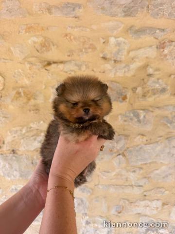 Adorable chiot Spitz allemand 