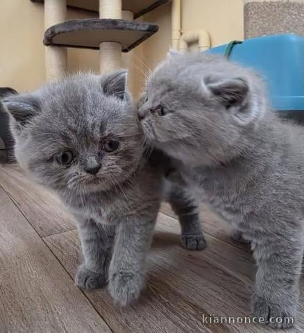 Chatons British Shorthair a donner magnifique 