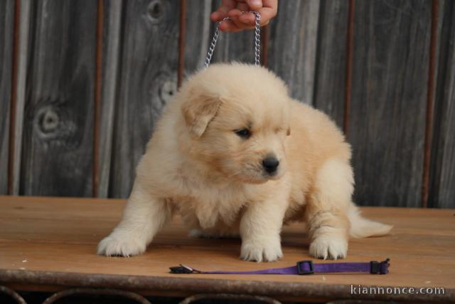 Chiots golden retriever pour adoption 
