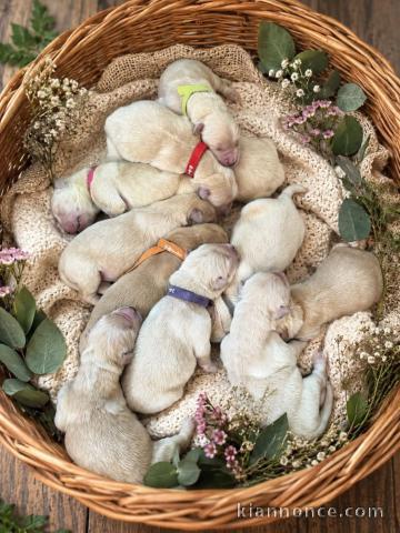 Dons chiots golden retriever 