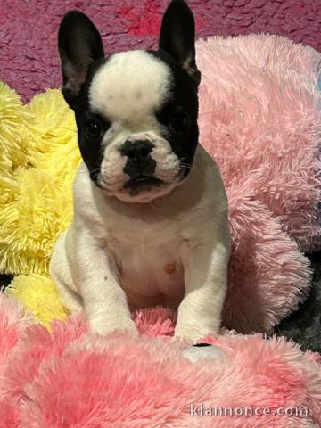 Je donne chiot bouledogue français 