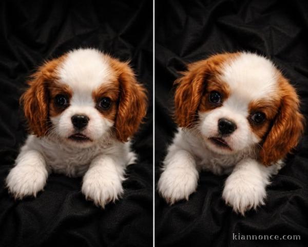 Je donne chiot cavalier king Charles 