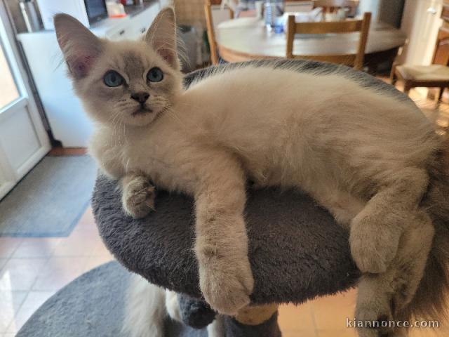 Magnifique chaton Ragdoll femelle à donner 
