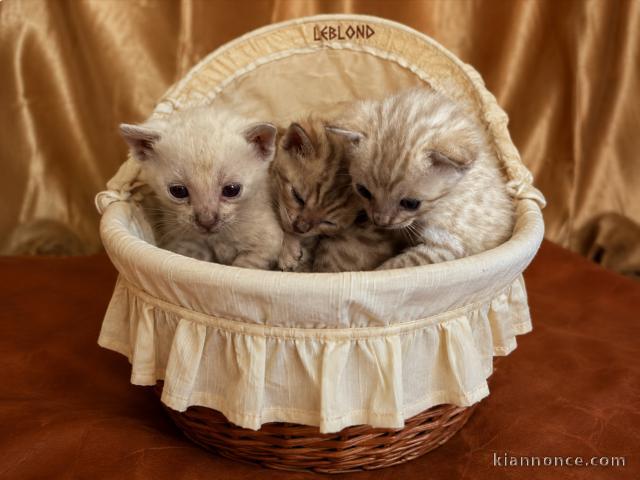 Dons chaton Bengal disponible 