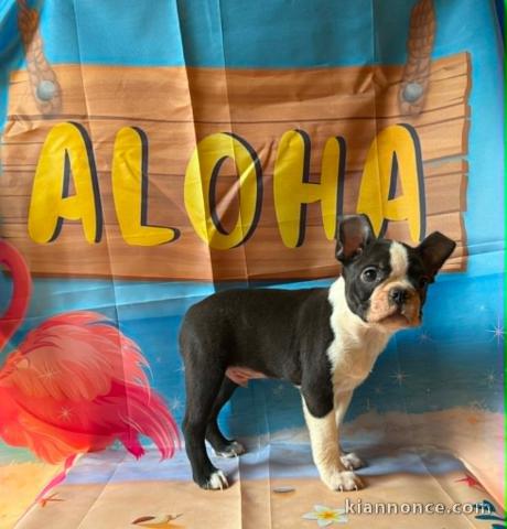 Je donne chiot boston terrier disponible 