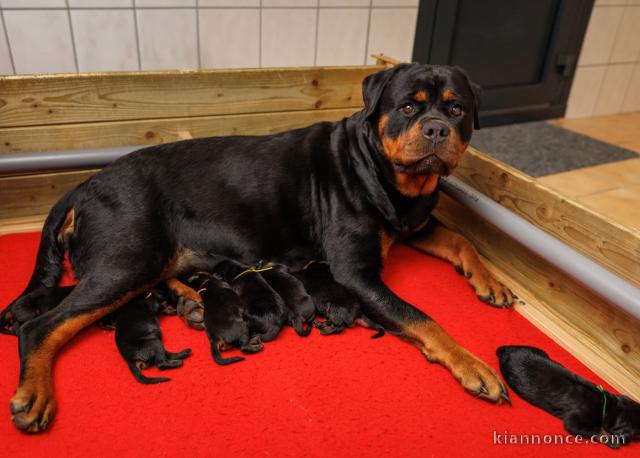 Bébé chiot type Rottweiler mâle et femelle 