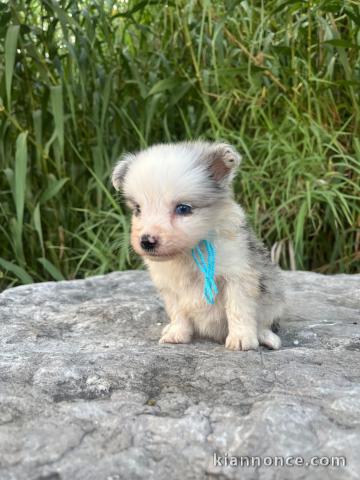 Adorable chiot border collier disponible 