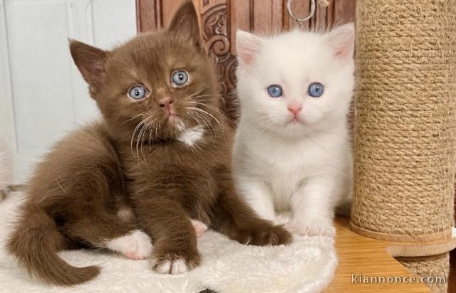 Chatons British Shorthair à donner 