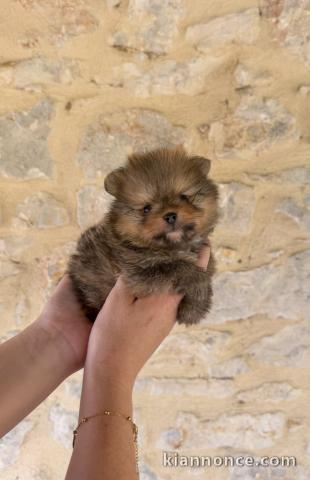 Je donne chiot Spitz allemand disponible 