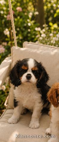 Adoption chiot cavalier king Charles mâle 