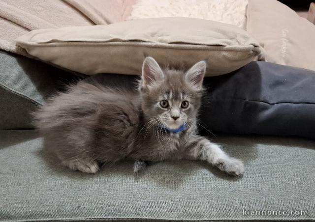 Magnifique chaton Maine coon disponible 