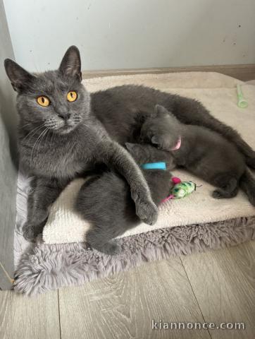 Annonces chaton chartreux disponible 