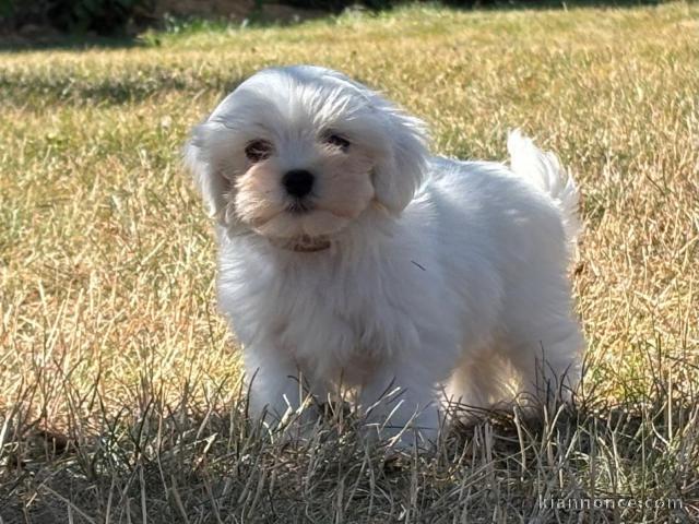 chiot bichon maltais à place urgent 