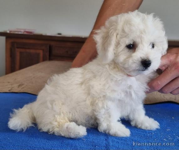 Adorable chiot bichon frisé pour adoption 