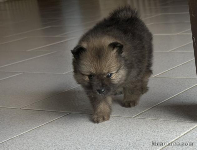 Magnifique chiots spitz allemand disponible 