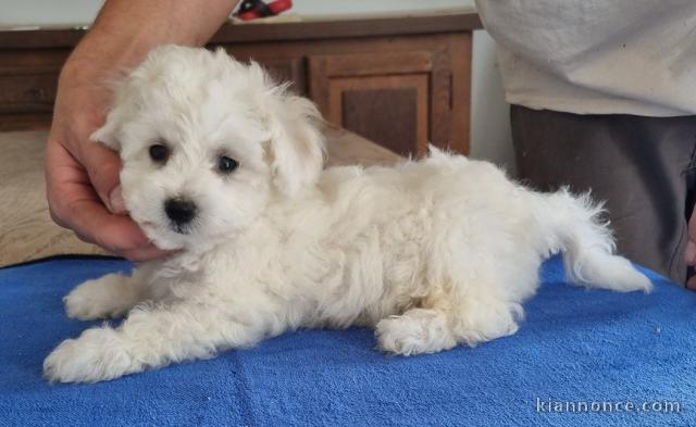 Magnifique chiots bichon maltais femelle à donner urgent 