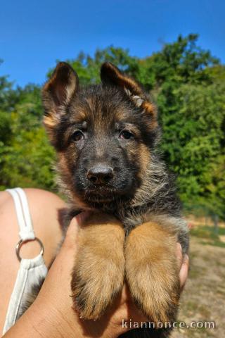 Je donne chiot berger allemand disponible 