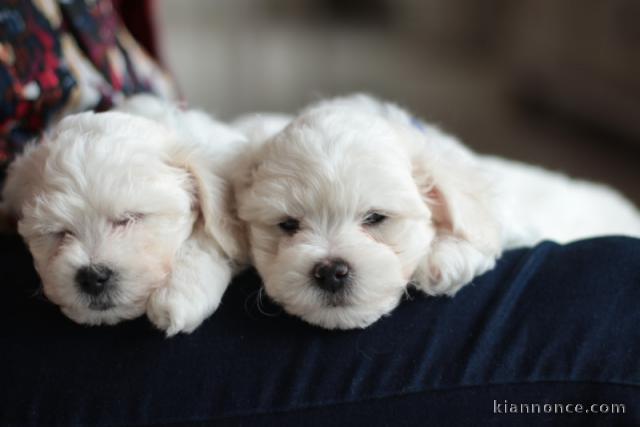 Adorable chiot bichon frisé à place 