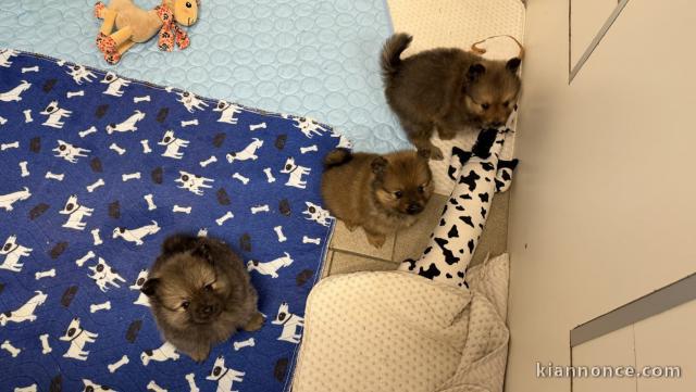 Dons chiots spitz allemand disponible 