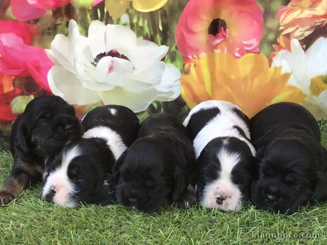 Je donne chiot cocker anglais américain disponible 