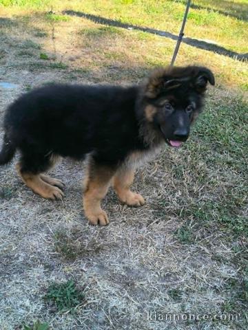Je donne chiot berger allemand 