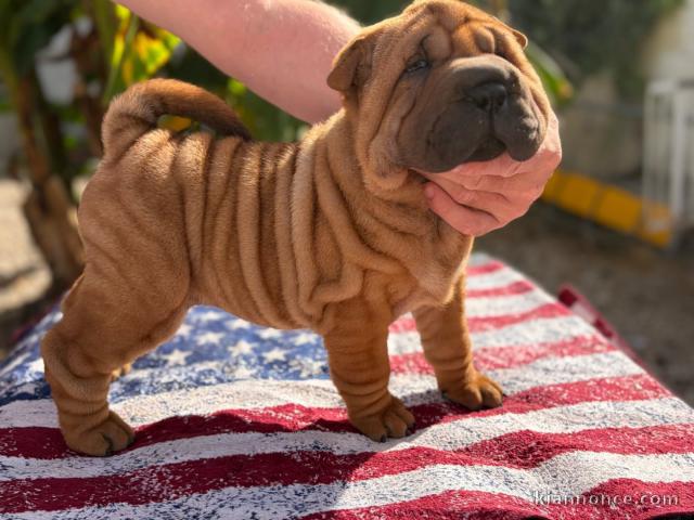 Shar pei disponible pour adoption Chiot