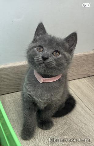Bébé chaton chartreux disponible 