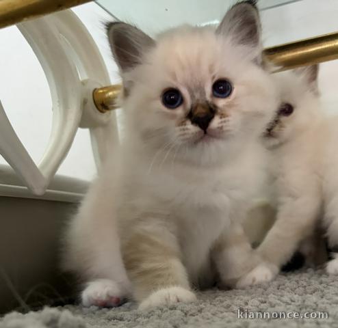 Bébé chaton sacré de Birmanie a donner 