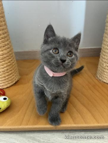 Je donne chaton chartreux disponible 