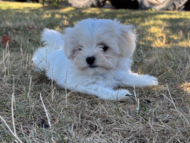 Je donne chiot bichon maltais 