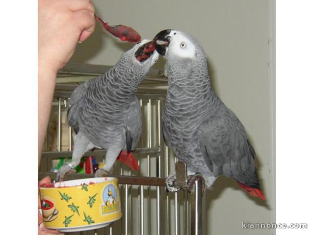 Couple de Perroquet gris du Gabon