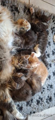 Magnifique chaton Maine coon disponible 