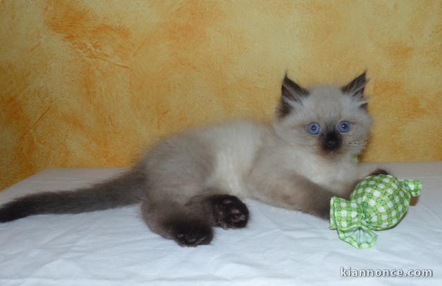 Bébé chaton sibérien disponible 
