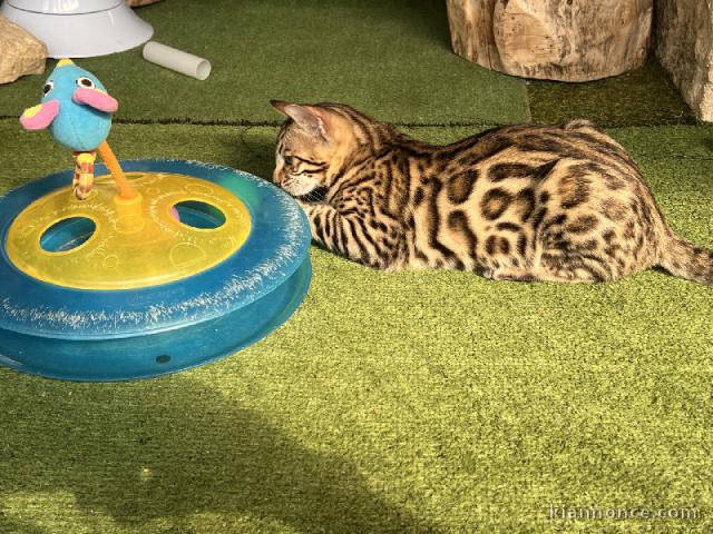 Je donne mon chaton Bengal 