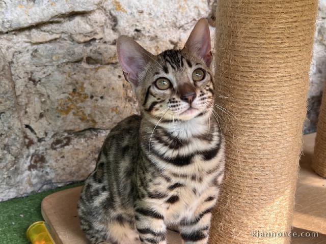 Je donne chaton Bengal disponible 