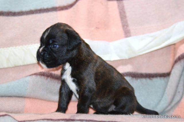 Adorable chiot boxer disponible 