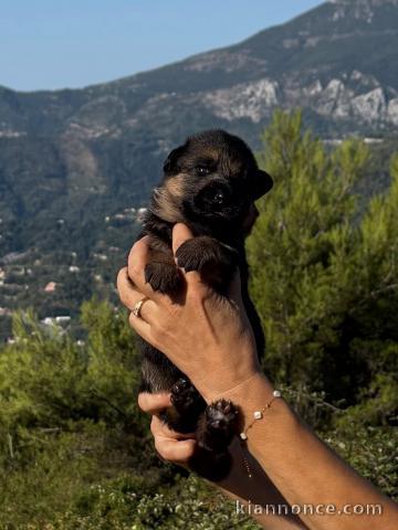 Bébé chiot type berger allemand mâle bonne maman 