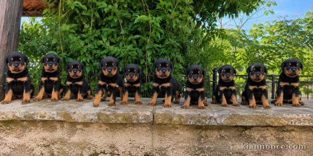 Magnifique chiots Rottweiler pour adoption 
