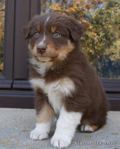 Je donne chiot berger australien 