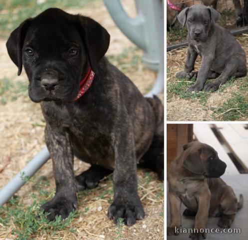 Je donne chiot Cane corso disponible 