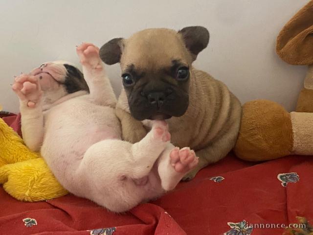 Je donne chiot bouledogue français 