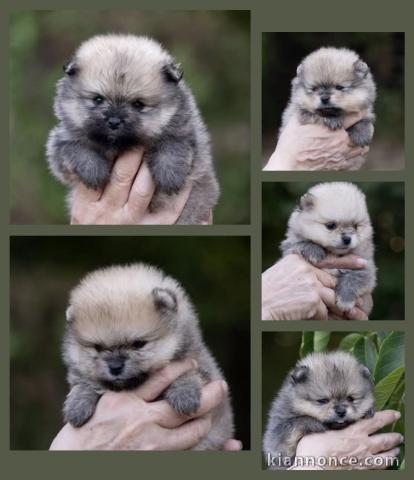Dons chiots spitz allemand disponible 